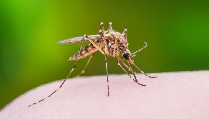 Mogu li komarci prenijeti koronavirus? - Vrisak.info