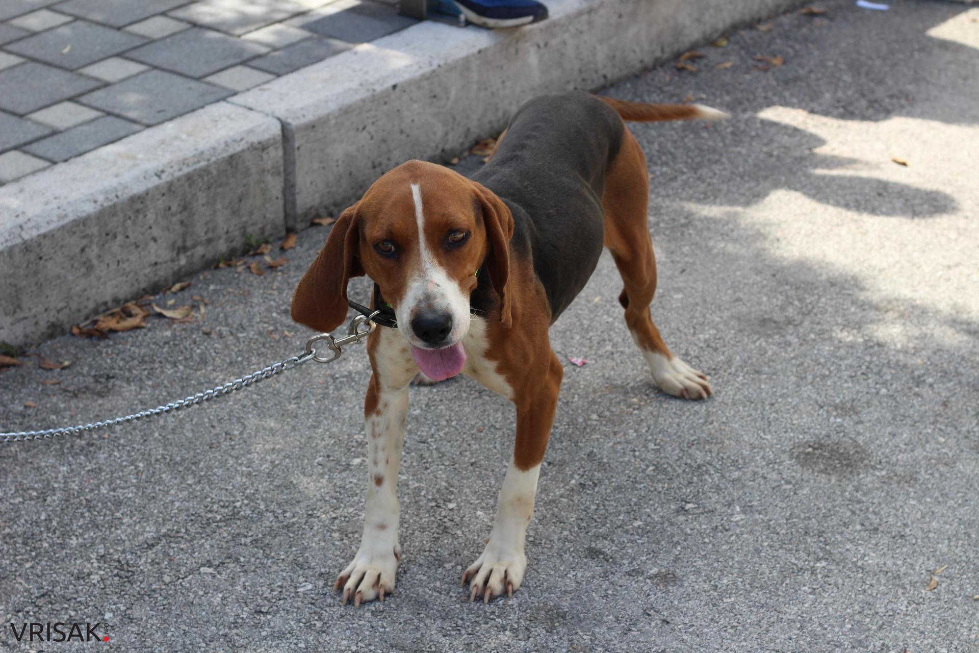 FOTO: Održana revija pasa u Širokom Brijegu