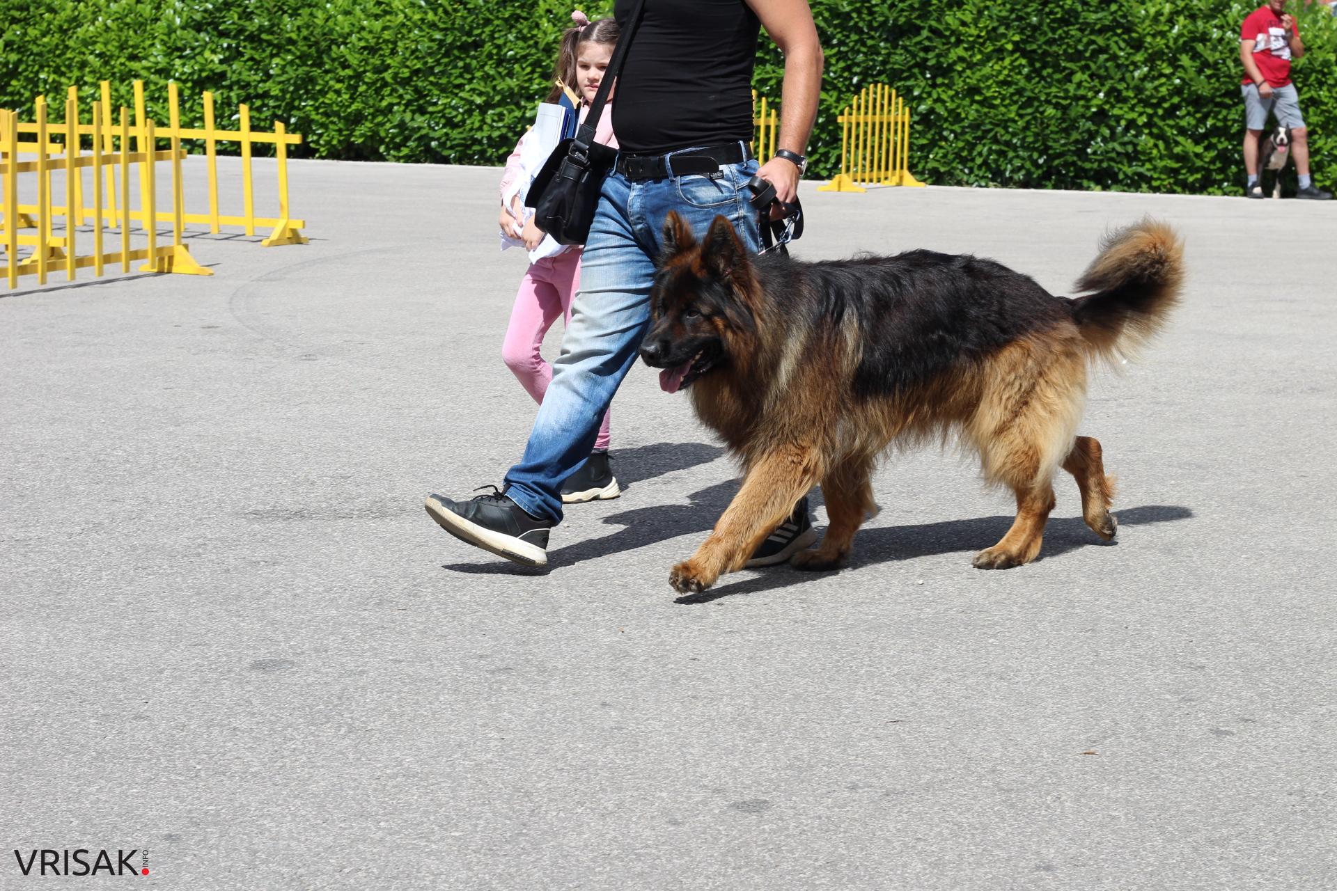 FOTO: Održana revija pasa u Širokom Brijegu