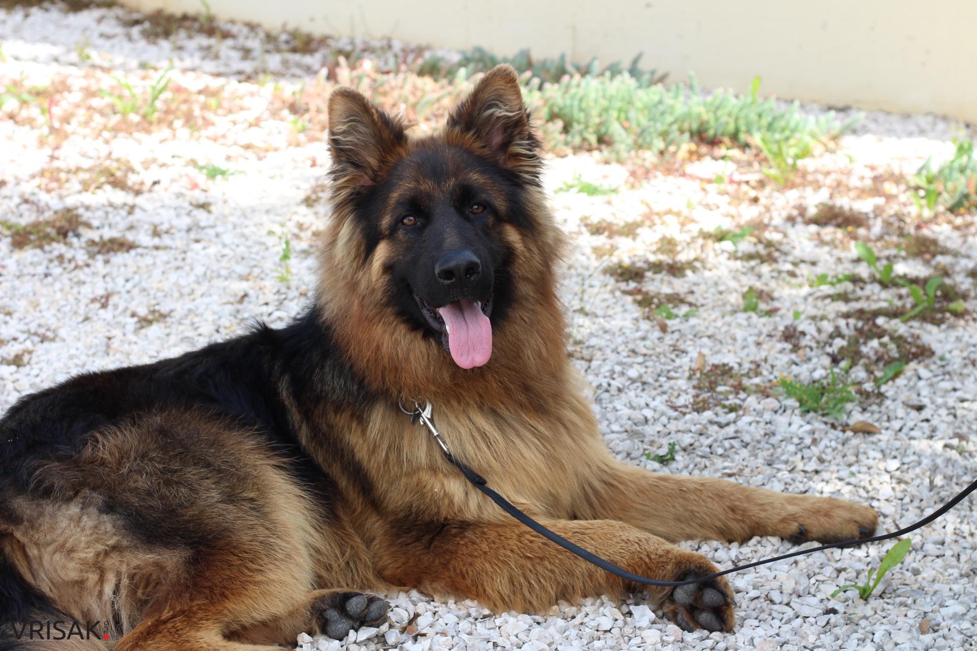 FOTO: Održana revija pasa u Širokom Brijegu