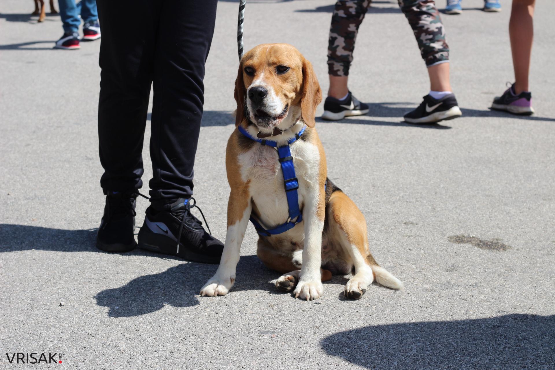 FOTO: Održana revija pasa u Širokom Brijegu
