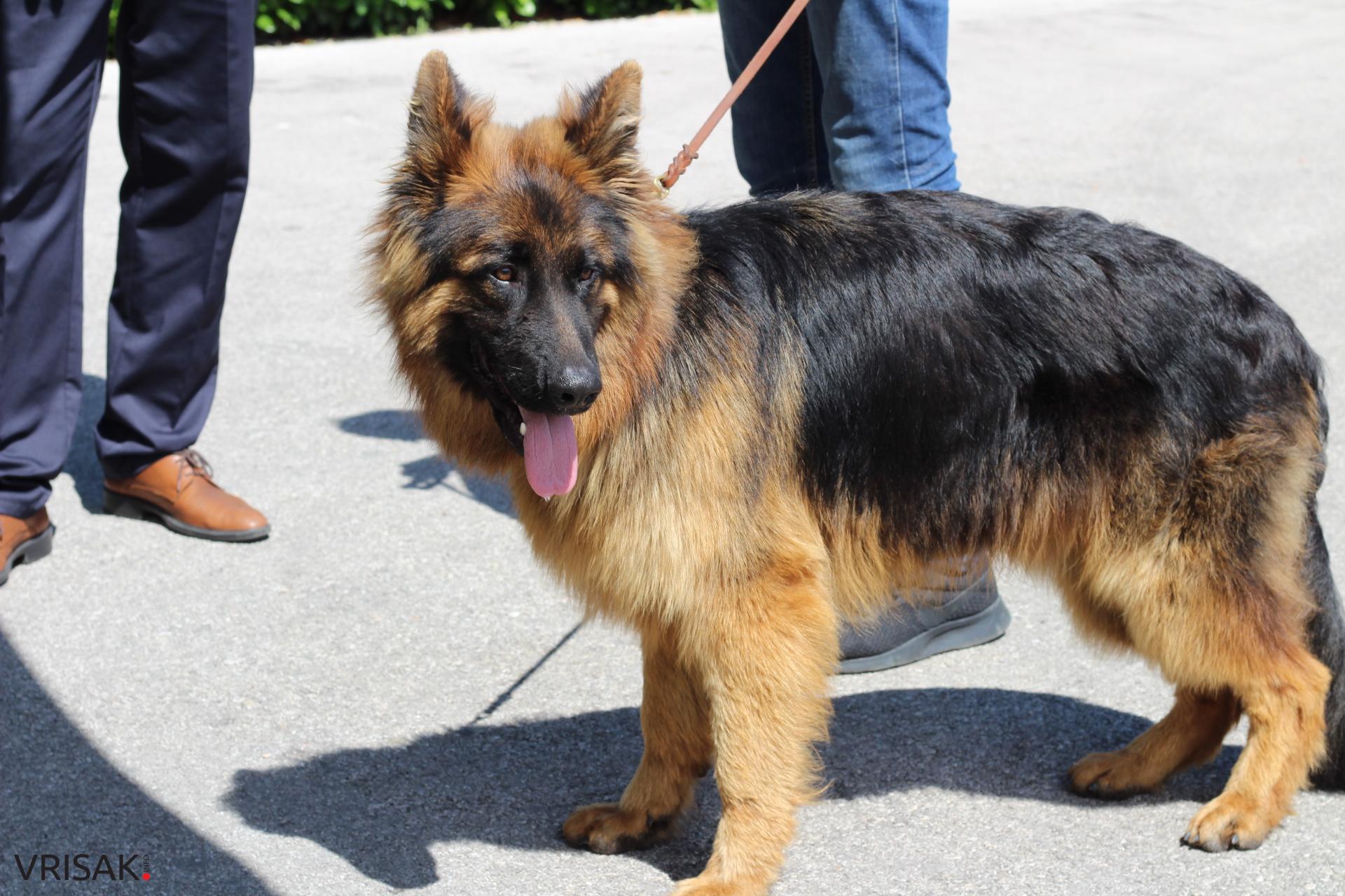 FOTO: Održana revija pasa u Širokom Brijegu