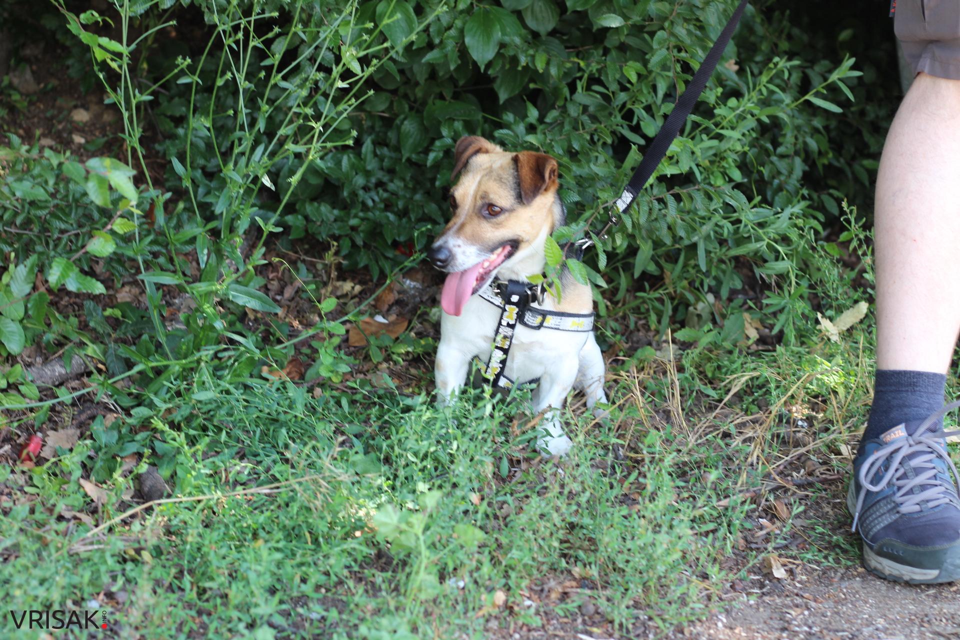 FOTO: Održana revija pasa u Širokom Brijegu