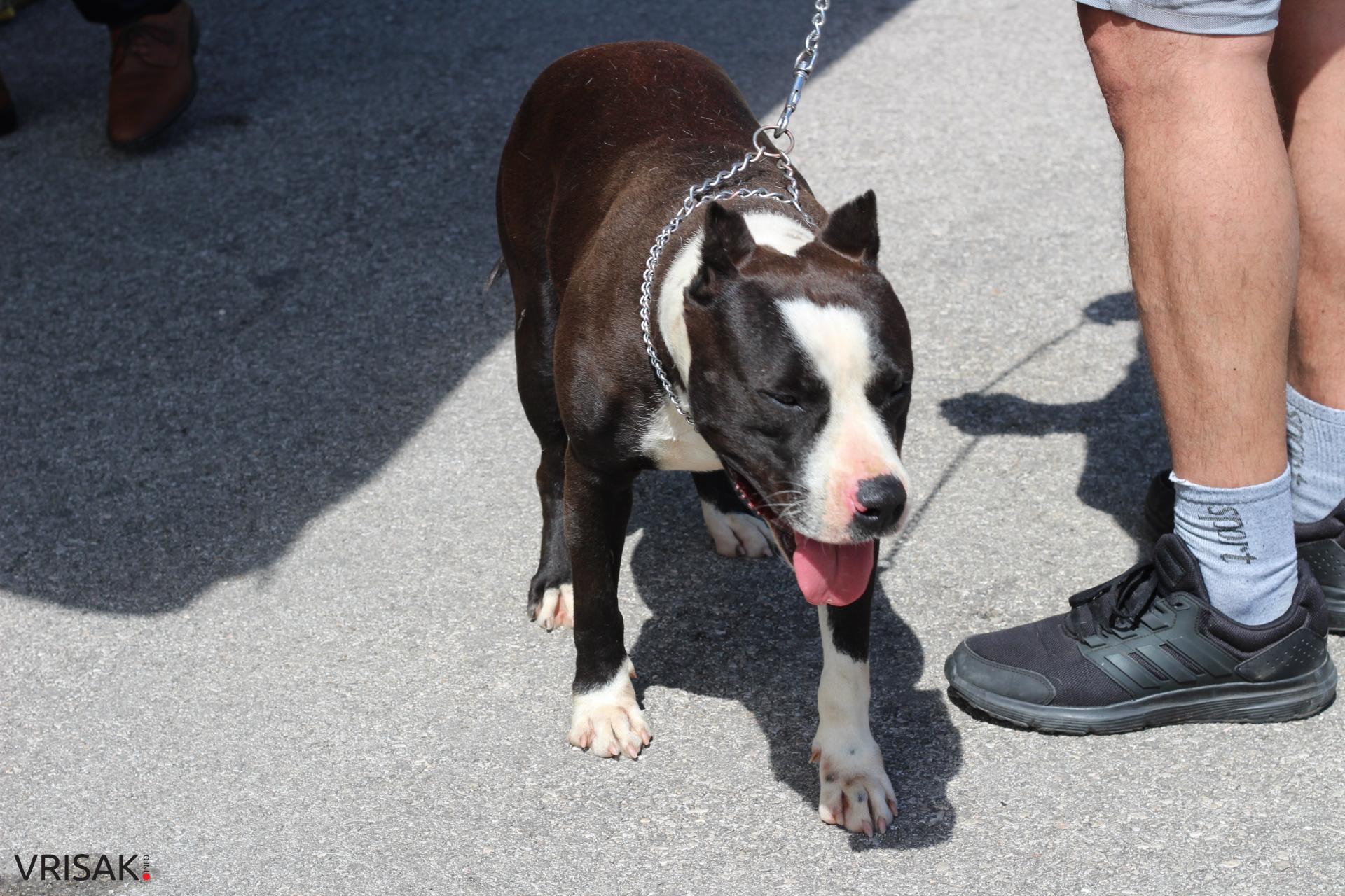 FOTO: Održana revija pasa u Širokom Brijegu