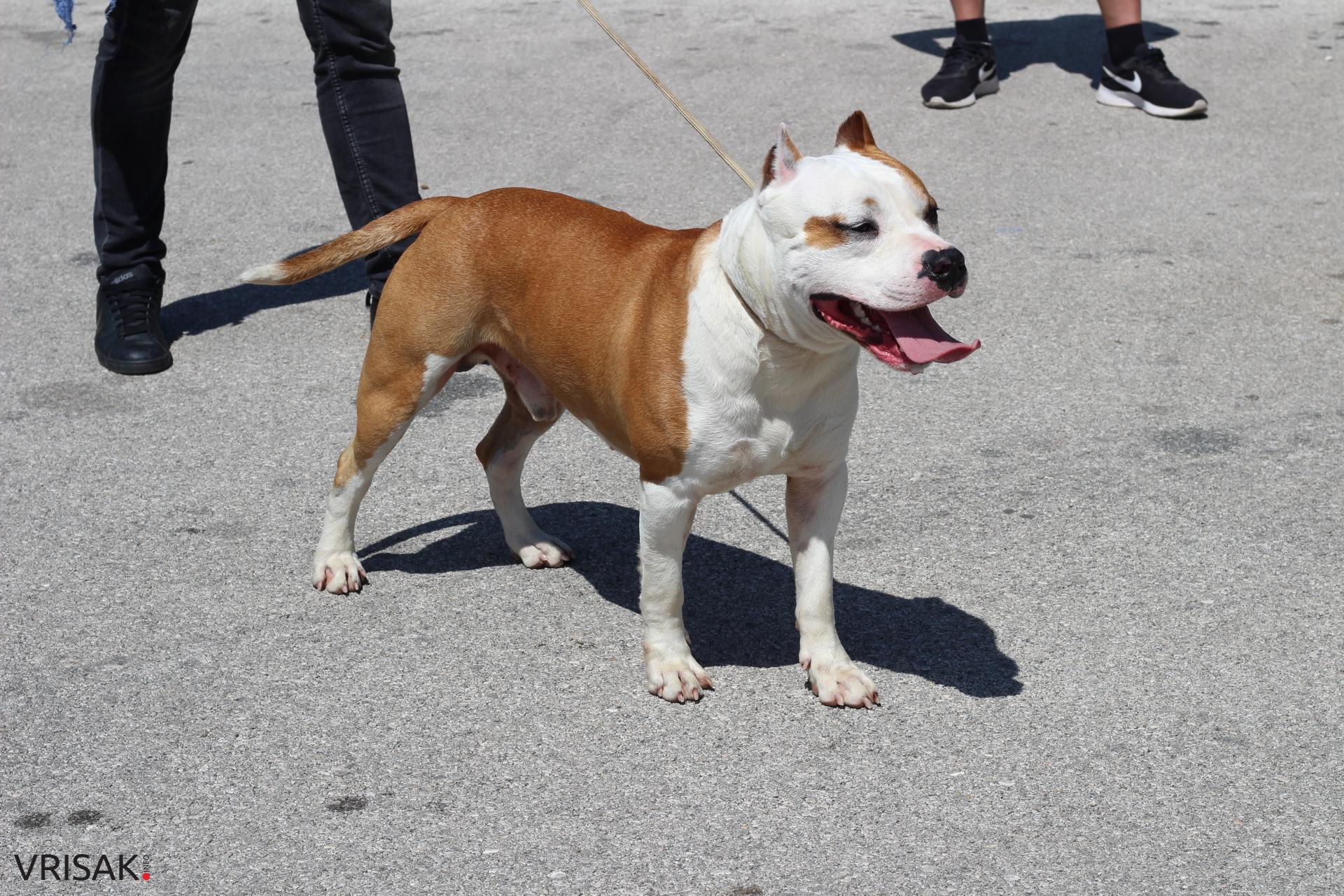 FOTO: Održana revija pasa u Širokom Brijegu