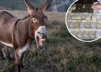 Sud u Pakistanu oslobodio je magarca koji je bio pritvoren zbog ilegalnog kockanja