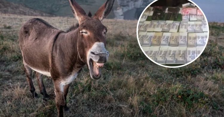 Sud u Pakistanu oslobodio je magarca koji je bio pritvoren zbog ilegalnog kockanja