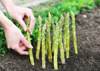 Zbog uzgoja šparoga su mnogi odustali od pšenice i kukuruza