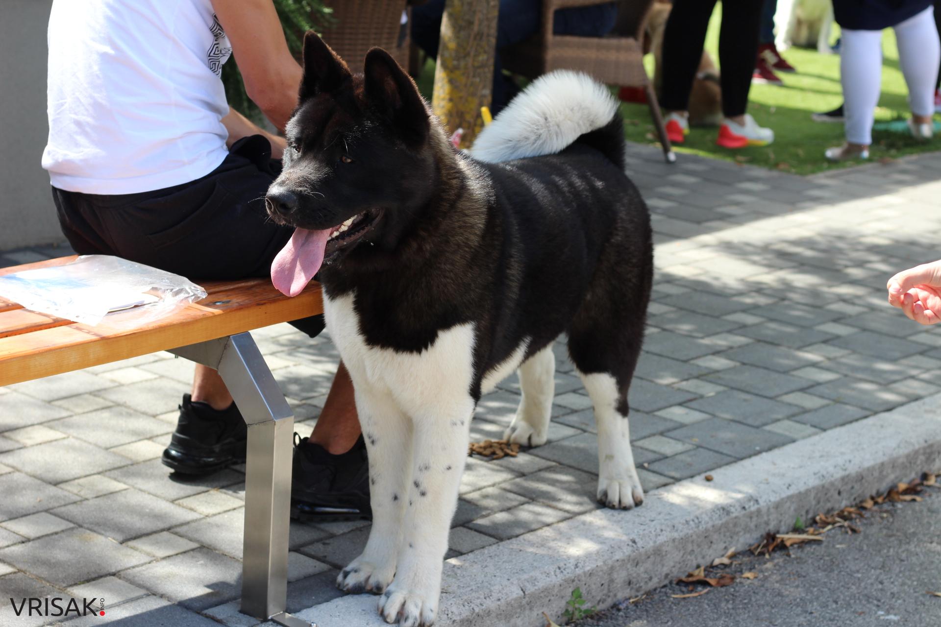 FOTO: Održana revija pasa u Širokom Brijegu