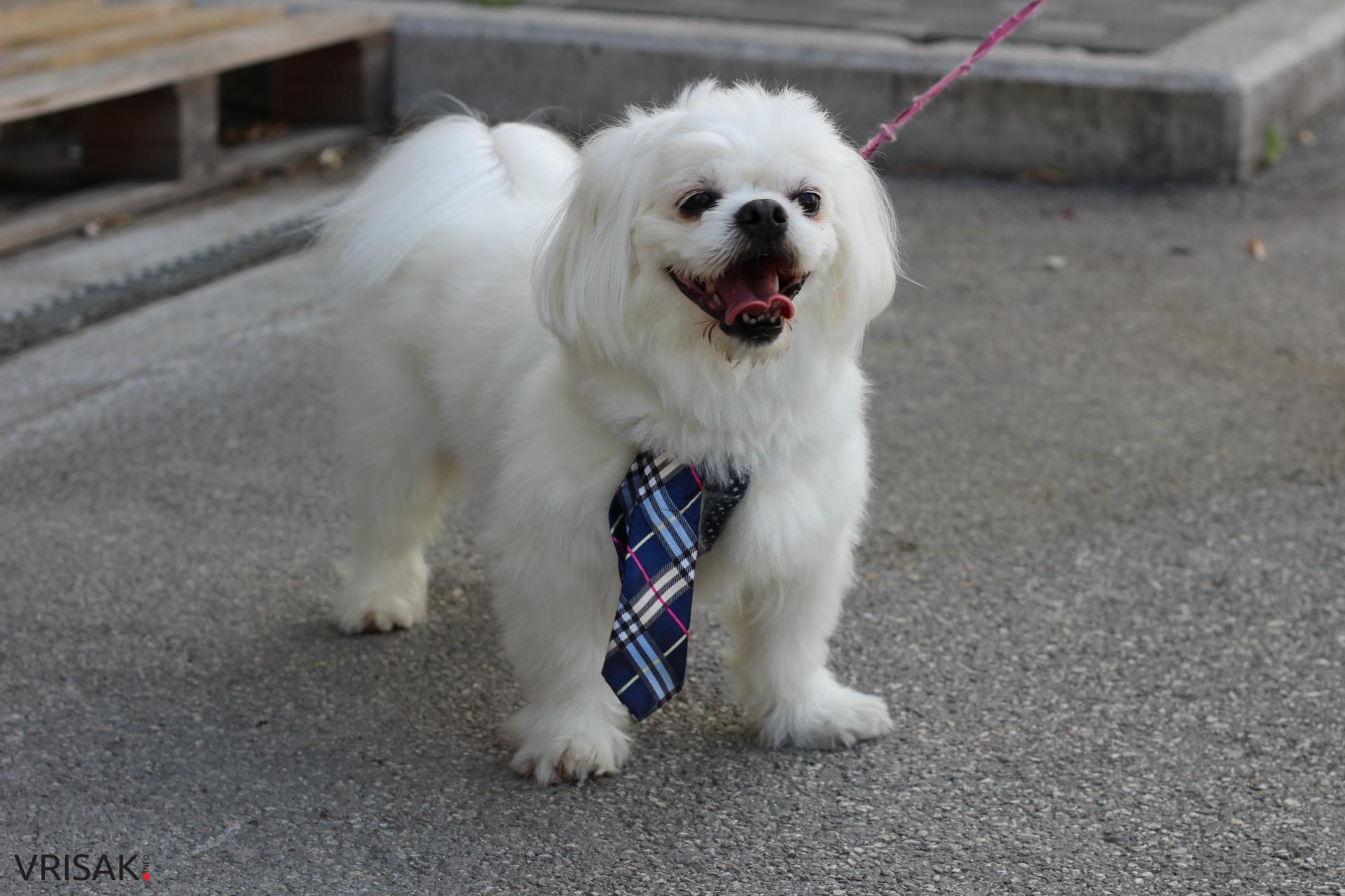 FOTO: Održana revija pasa u Širokom Brijegu