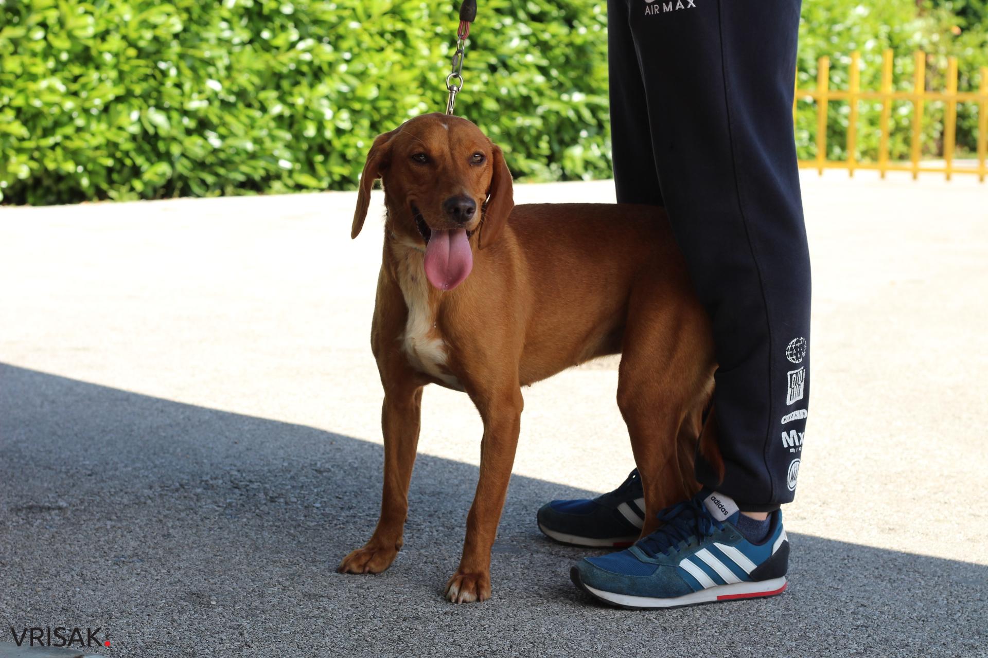 FOTO: Održana revija pasa u Širokom Brijegu