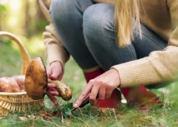 Od branja gljiva u BiH se može dobro živjeti