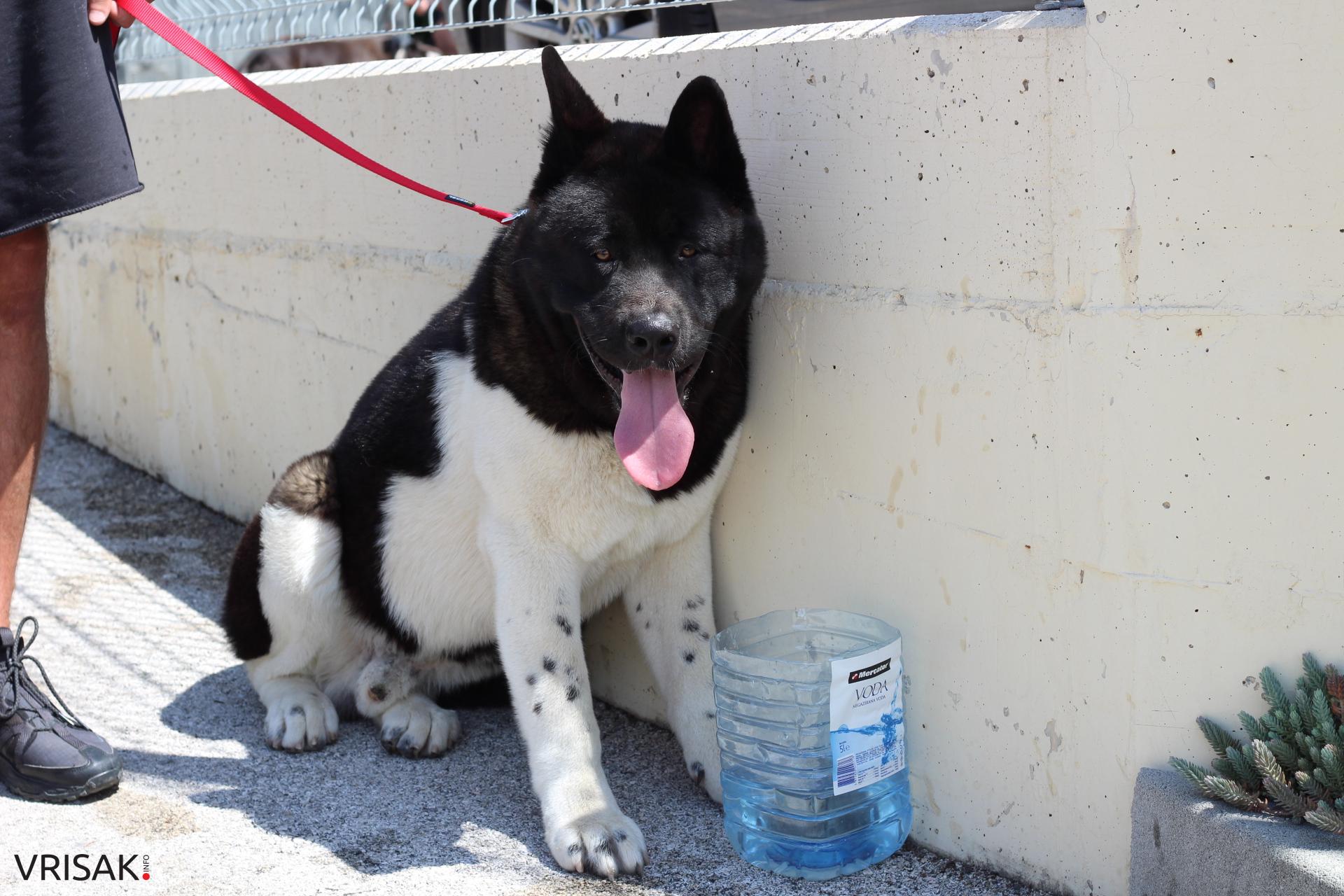 FOTO: Održana revija pasa u Širokom Brijegu