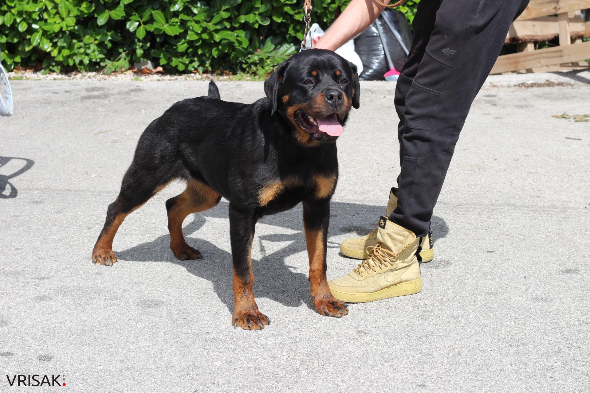 FOTO: Održana revija pasa u Širokom Brijegu