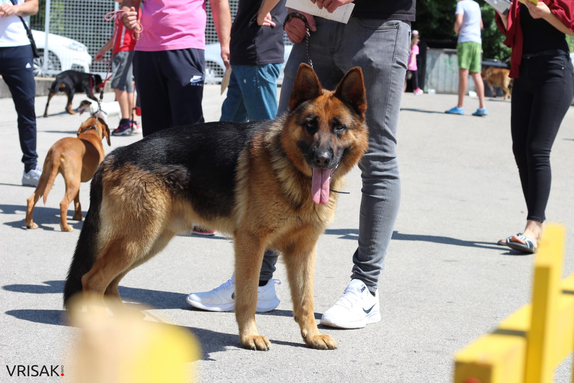 FOTO: Održana revija pasa u Širokom Brijegu