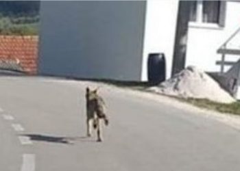 Vukovi prave ogromne štete vlasnicima stoke na području Tomislavgrada i Kupresa