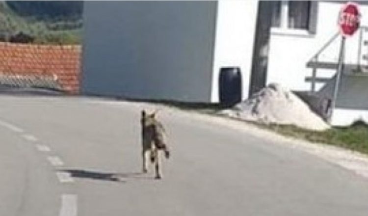 Vukovi prave ogromne štete vlasnicima stoke na području Tomislavgrada i Kupresa