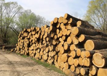 Ministarstvo gospodarstva ŽZH: Procesuirat će se svaki nelegalan oblik sječe šume