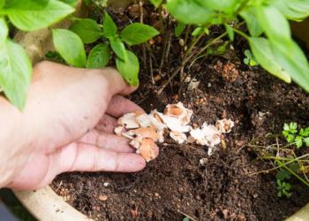 Od usitnjenih ljuski jaja i suhog soca kave rade se prirodna gnojiva koje biljke obožavaju