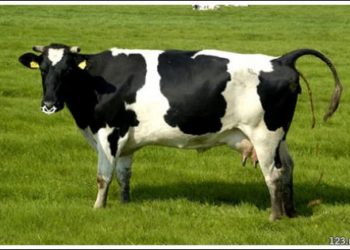 Čudo u Njemačkoj: krava otelila četvorke i preživjela