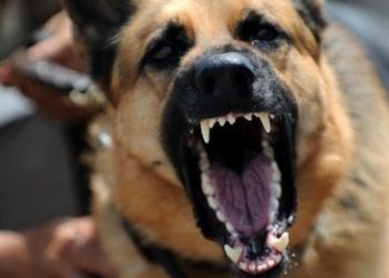 Grude: Pas ugrizao djevojčicu; prevezena u CUM Mostar