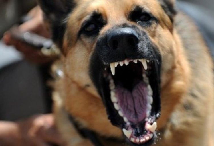 Grude: Pas ugrizao djevojčicu; prevezena u CUM Mostar