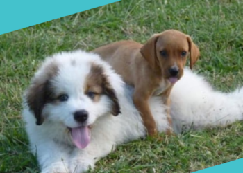 NAJAVA: Revija svih pasmina pasa i Specijalna izložba za goniče s dodjelom kandidature – CAC u Širokom Brijegu