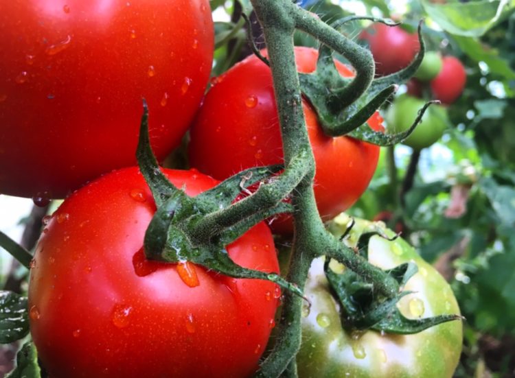 Savjeti za uzgoj najbolje rajčice