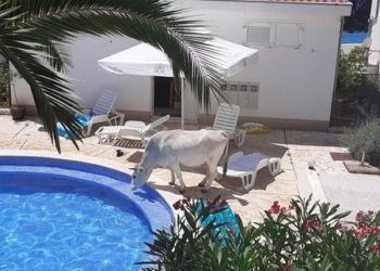 Česi se razbježali na Braču zbog žedne krave!