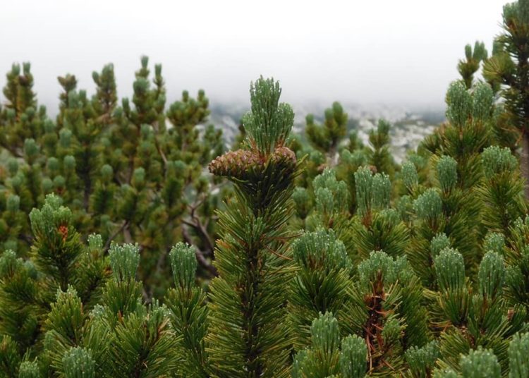 Maturanti gimnazije Marka Marulića Tomislavgrad na opuštajućoj šetnji planinama!