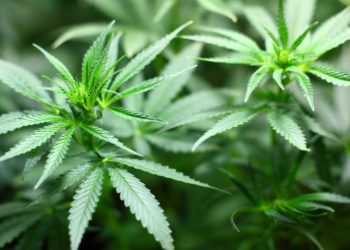 Zapljena marihuane u Grudama – Jedna osoba lišena slobode