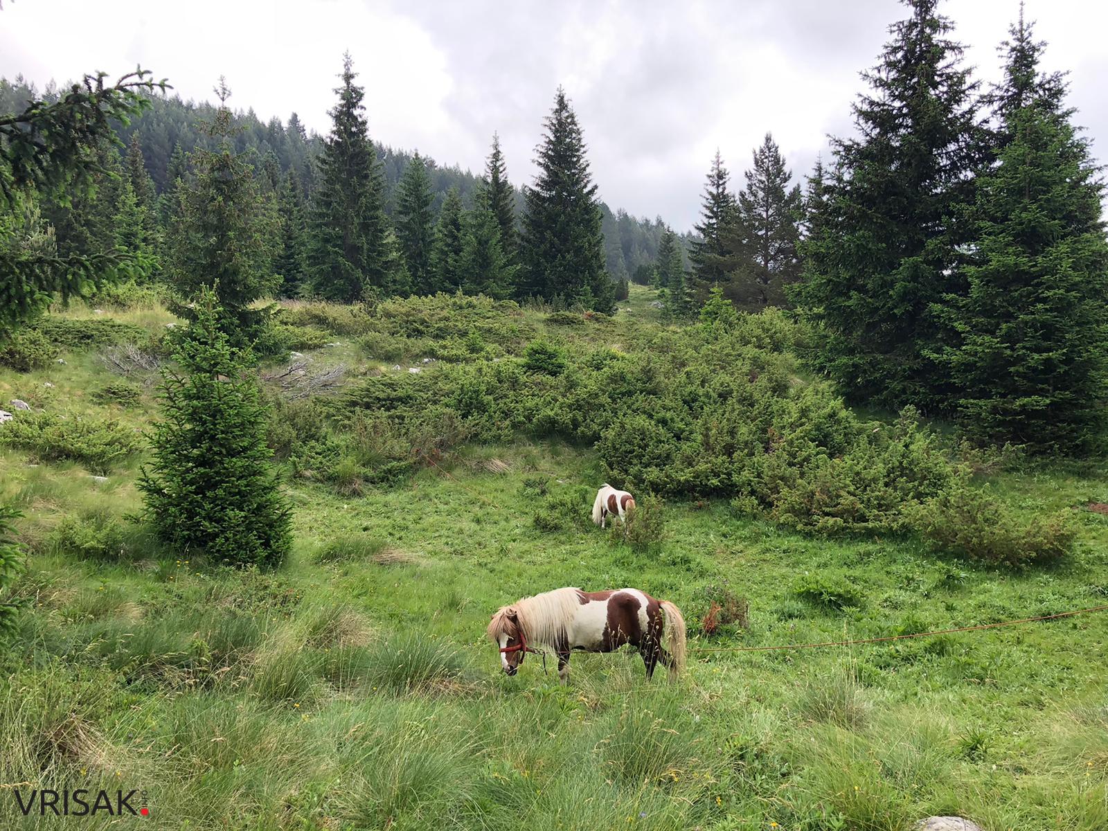 FOTO: “Divin dan” na Kedžari