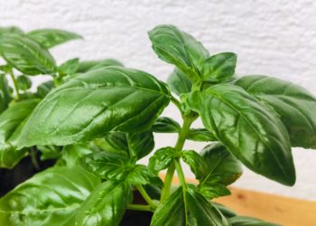 Bosiljak je izuzetno ljekovit, evo zašto ga zovu “Eliksir života”