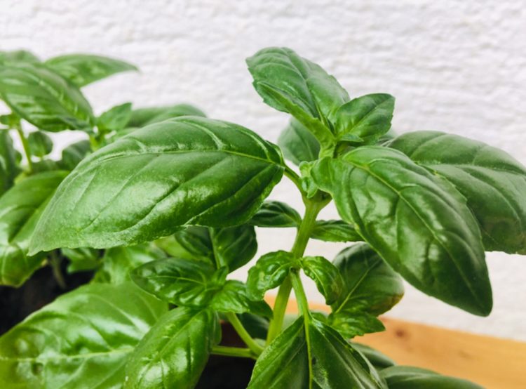 Bosiljak je izuzetno ljekovit, evo zašto ga zovu “Eliksir života”