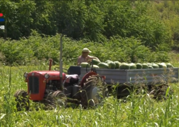 VIDEO: Uvozna lubenica uništava domaću