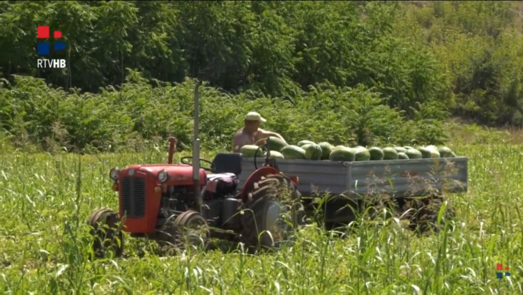 VIDEO: Uvozna lubenica uništava domaću