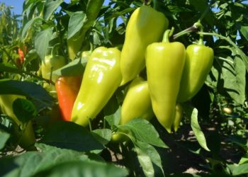 Na ovaj način zalijevanja paprike povećava se prinos do 50%