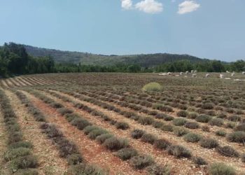 Priča o smilju iz Ljubuškog: “Velikih očekivanja nemamo, ali ne odustajemo”