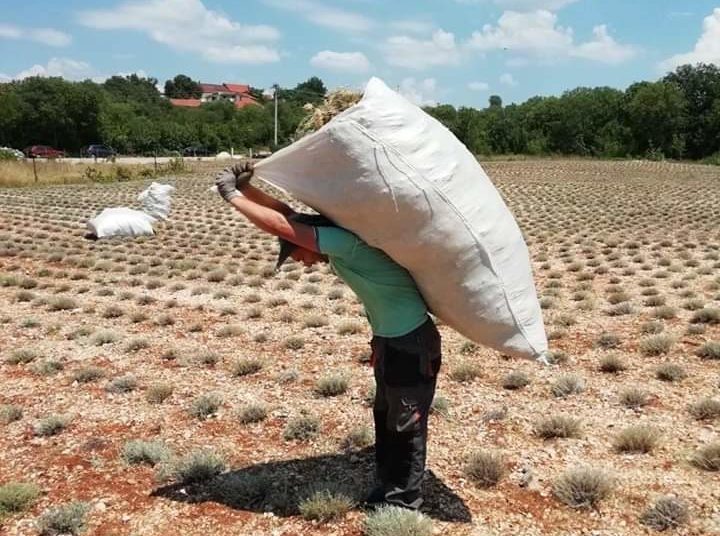 Priča o smilju iz Ljubuškog: “Velikih očekivanja nemamo, ali ne odustajemo”