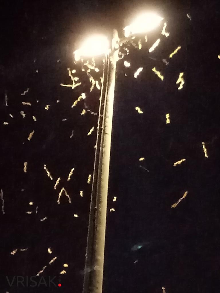 Ljubuški: Prava mala invazija leptirica