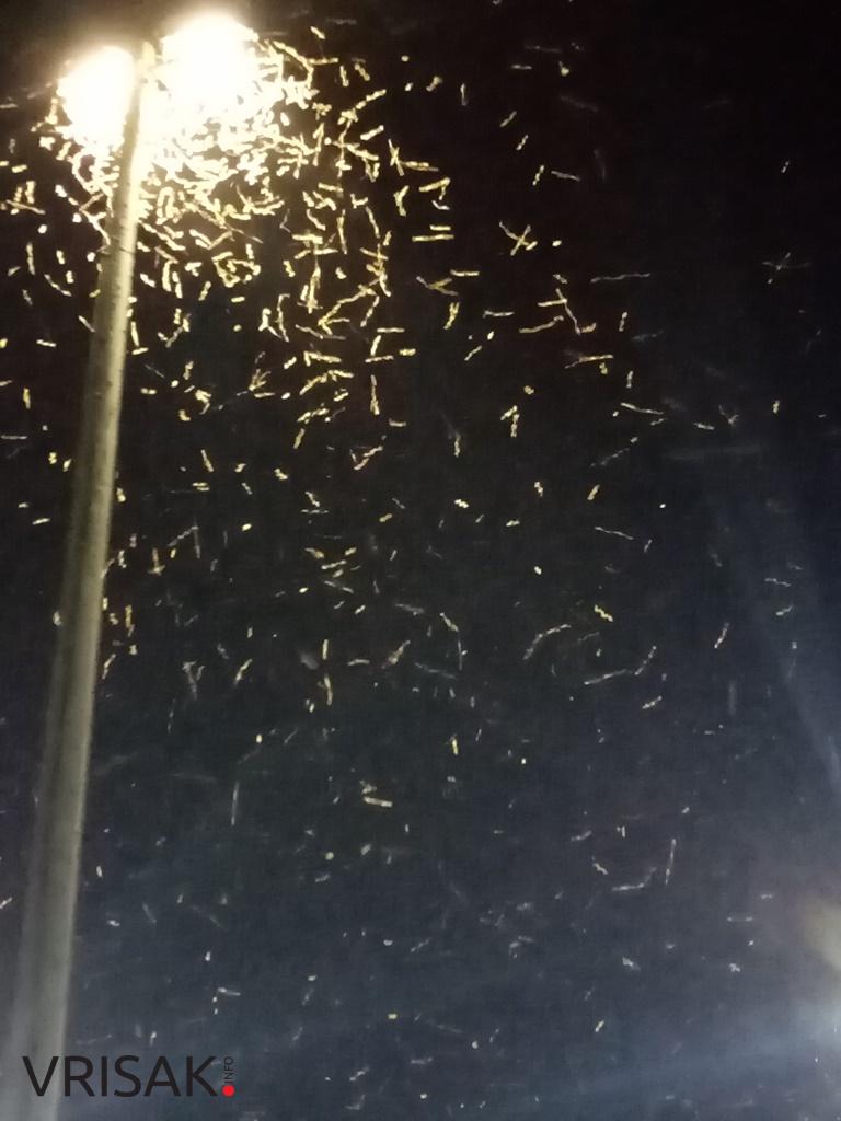 Ljubuški: Prava mala invazija leptirica