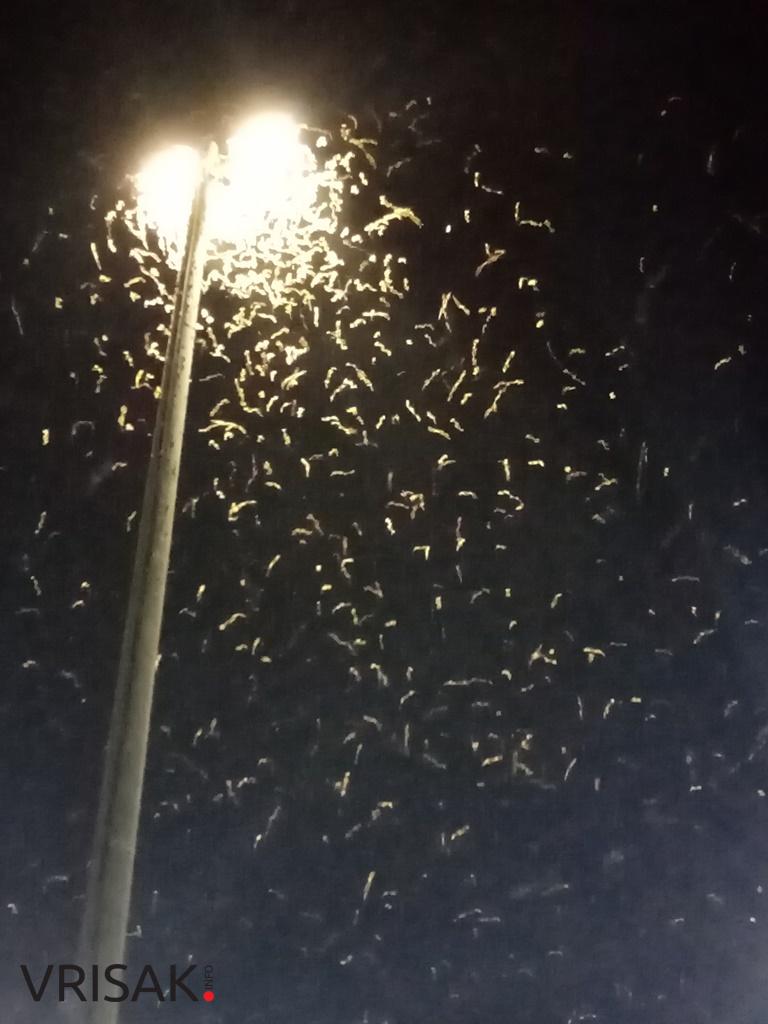 Ljubuški: Prava mala invazija leptirica