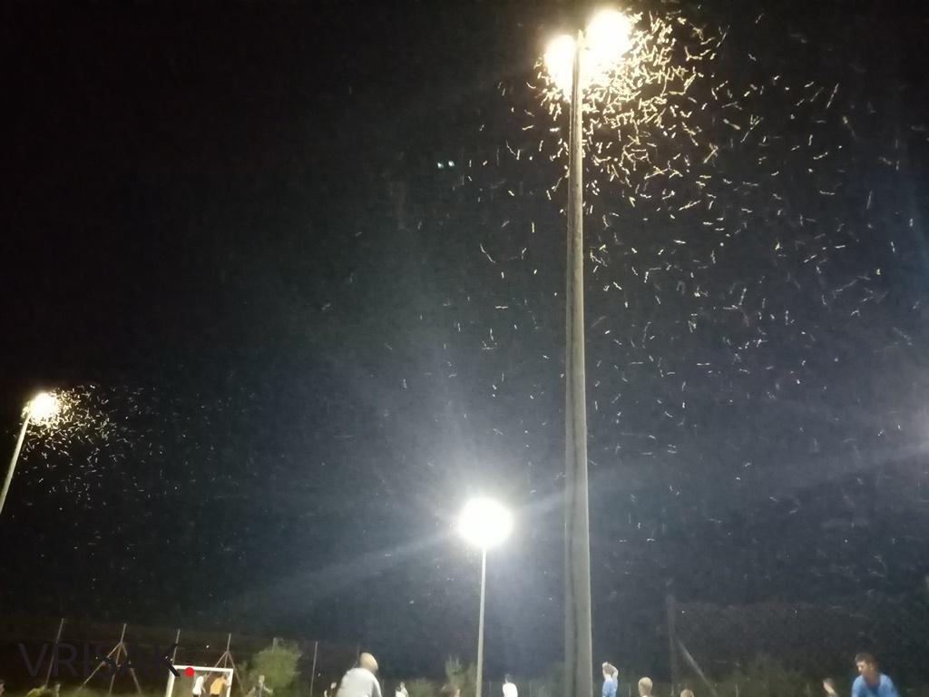 Ljubuški: Prava mala invazija leptirica