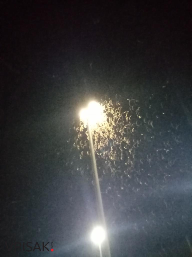 Ljubuški: Prava mala invazija leptirica