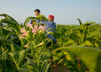 Vraća li se hercegovački duhan u zlatno doba!?