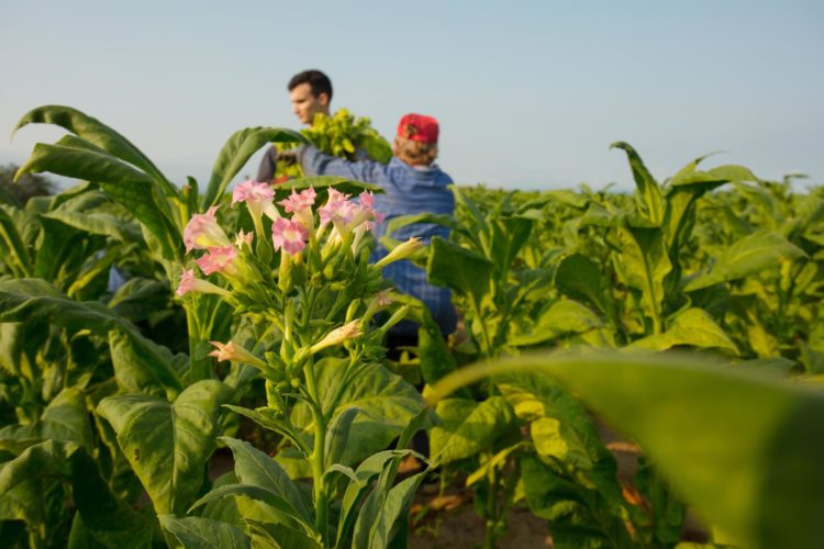 Vraća li se hercegovački duhan u zlatno doba!?