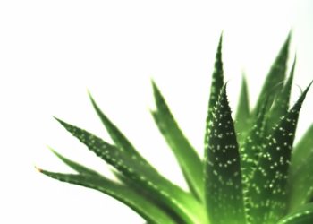 Blagodati aloe vere: Pomaže kod opeklina, uboda komaraca