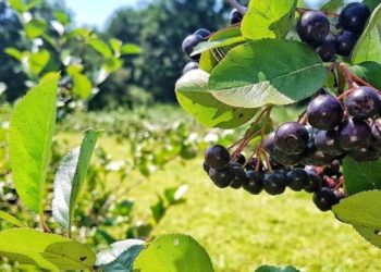 Posušje: Prije sedam godina imao je 200 sadnica aronije, sada 1500 (VIDEO)