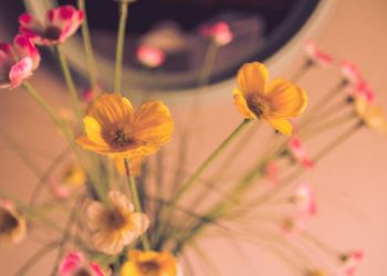 Trik kako da umjetne biljke ne budu prašnjave i svježe mirišu