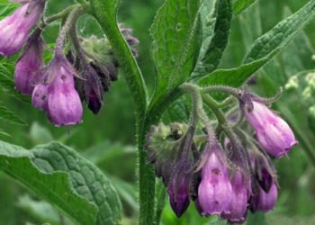 Ljekovita biljka gavez